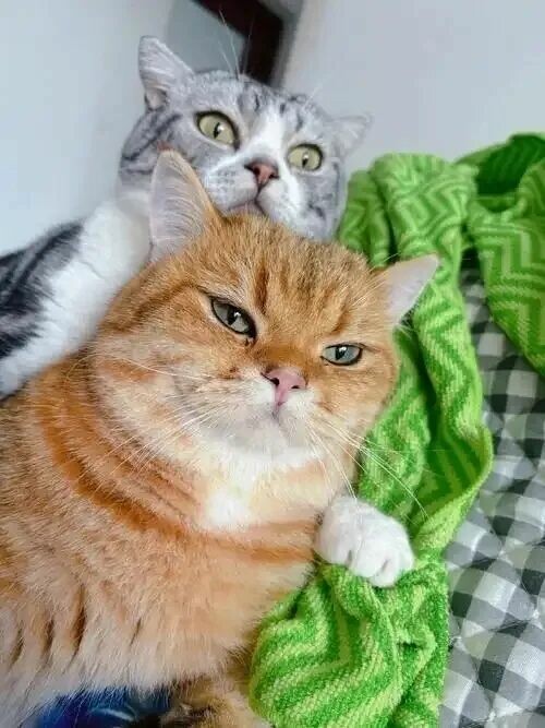 猫咪会记仇吗？其实它只是在自我保护