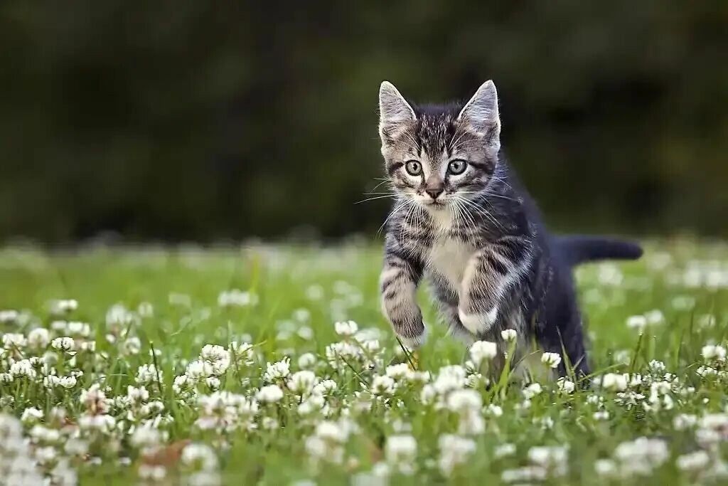 猫咪会记仇吗？其实它只是在自我保护