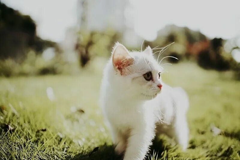 猫咪会记仇吗？其实它只是在自我保护 - 语梦星球