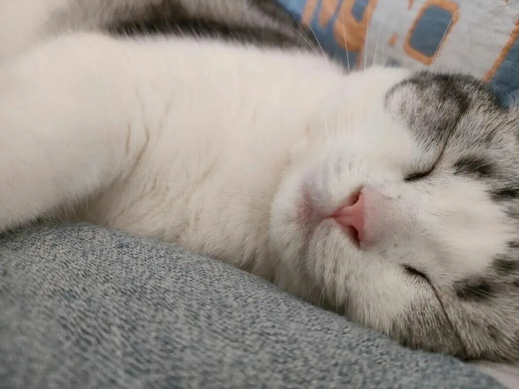 猫咪会记仇吗？其实它只是在自我保护