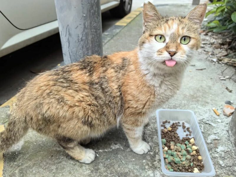 流浪猫能适应家养吗？3 招搞定领地与社会化冲突 - 语梦星球