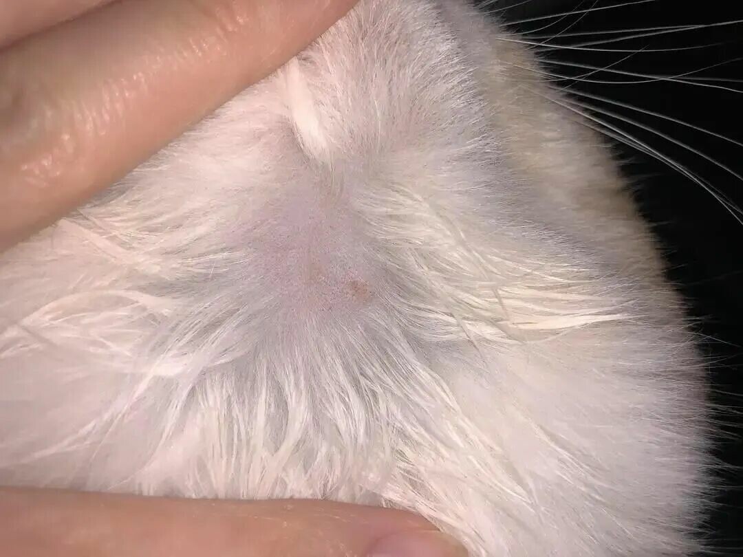 猫癣怎么治疗最快？做好这 3 点切断根源不传人