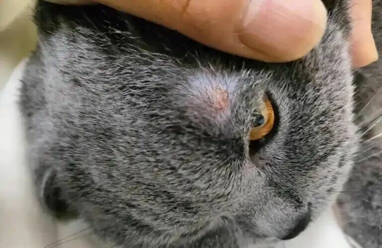 猫癣怎么治疗最快？做好这 3 点切断根源不传人 - 语梦星球