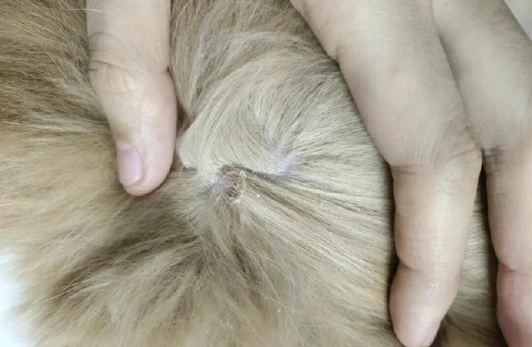 猫癣怎么治疗最快？做好这 3 点切断根源不传人