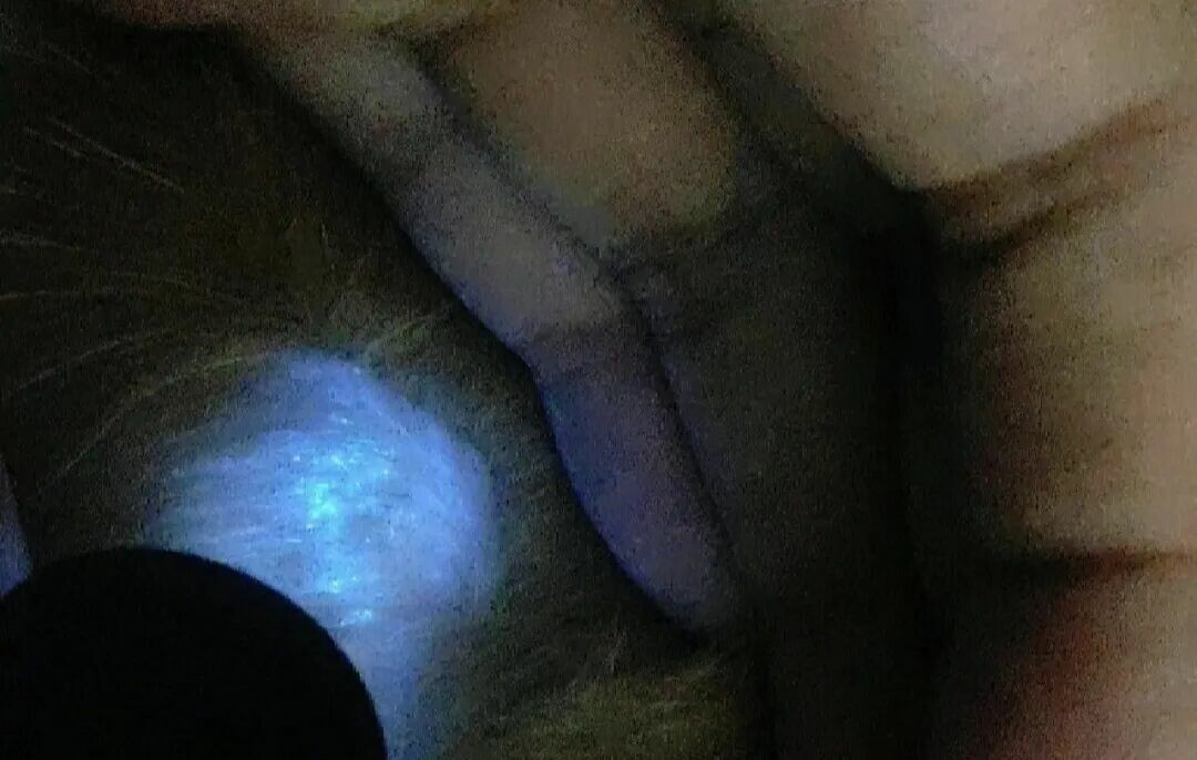 猫癣怎么治疗最快？做好这 3 点切断根源不传人