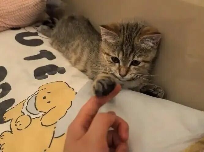 猫癣怎么治疗最快？做好这 3 点切断根源不传人