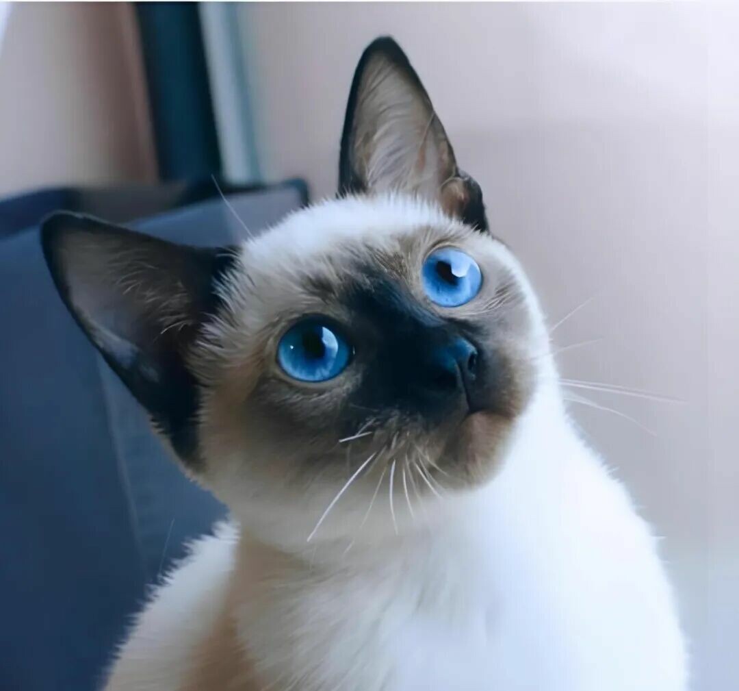 聪明还好养的猫咪：公认最省心的 5 种猫推荐