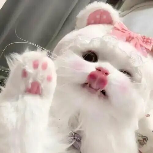 聪明还好养的猫咪：公认最省心的 5 种猫推荐 - 语梦星球