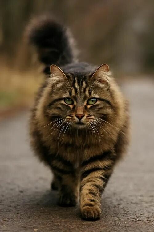 聪明还好养的猫咪：公认最省心的 5 种猫推荐