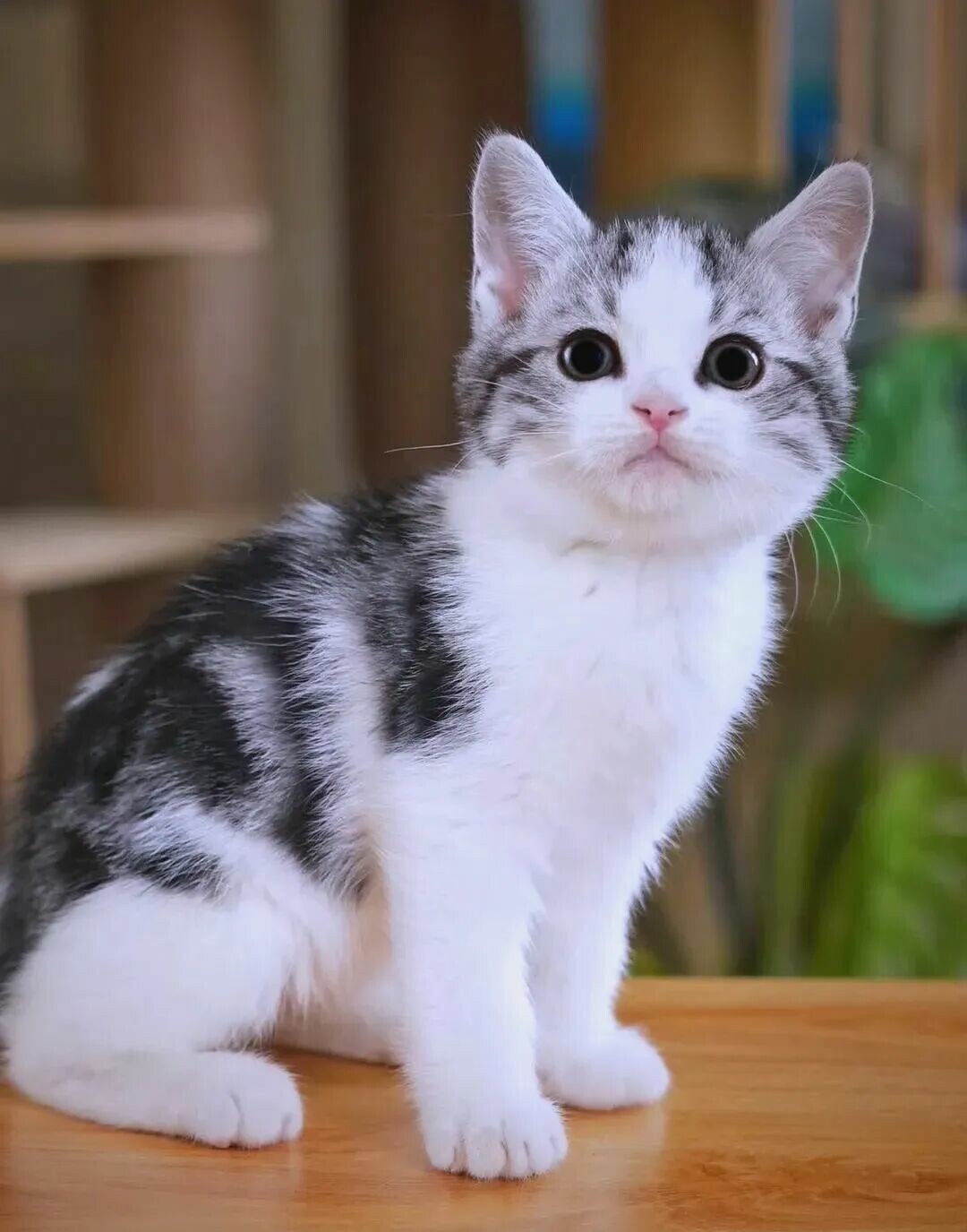 聪明还好养的猫咪：公认最省心的 5 种猫推荐