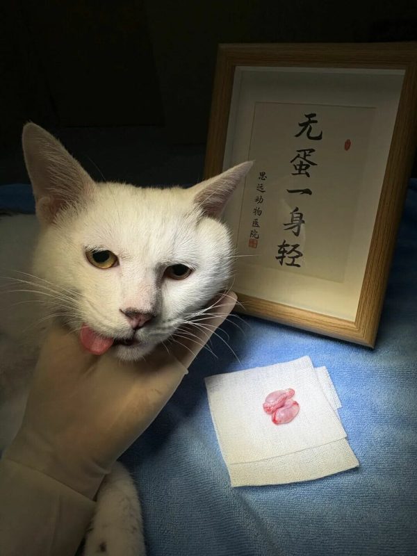 猫咪绝育的蛋蛋怎么处理？揭秘真相：别带走 - 语梦星球