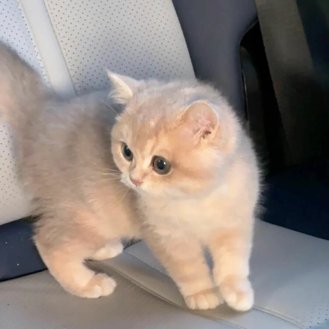 猫咪绝育的蛋蛋怎么处理？揭秘真相：别带走