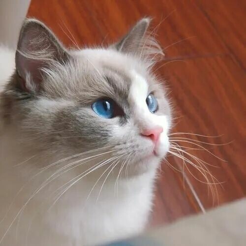 猫咪绝育的蛋蛋怎么处理？揭秘真相：别带走