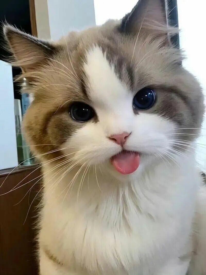 猫咪绝育的蛋蛋怎么处理？揭秘真相：别带走