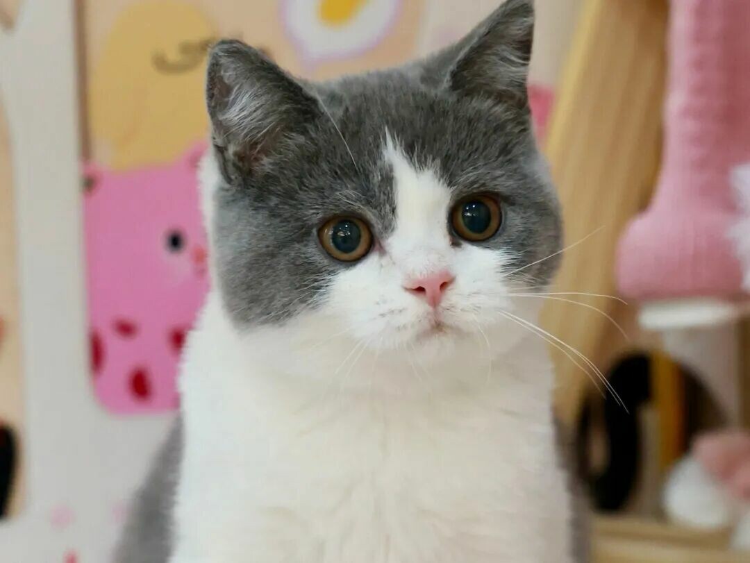 猫咪绝育前后注意事项：8 招教你避开 90% 的护理坑。