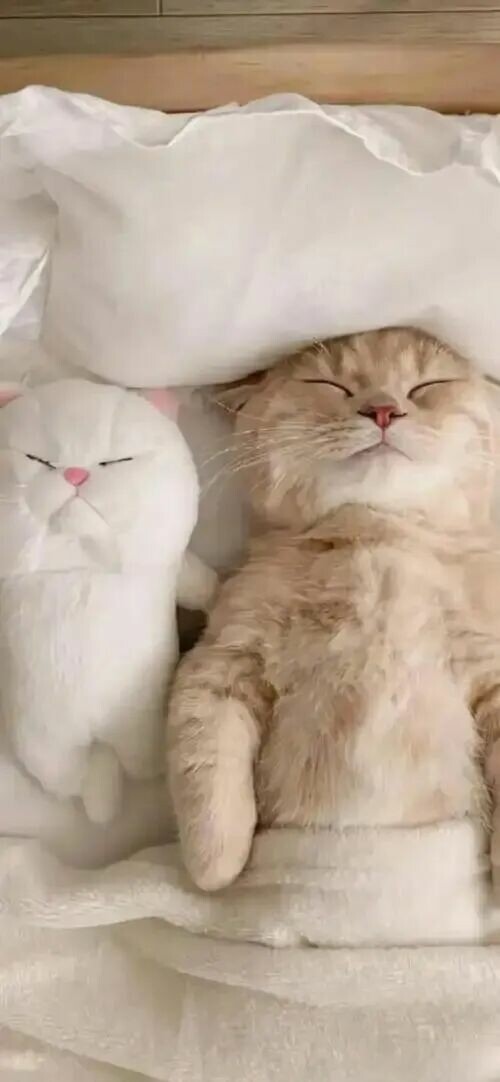 猫咪绝育前后注意事项：8 招教你避开 90% 的护理坑。