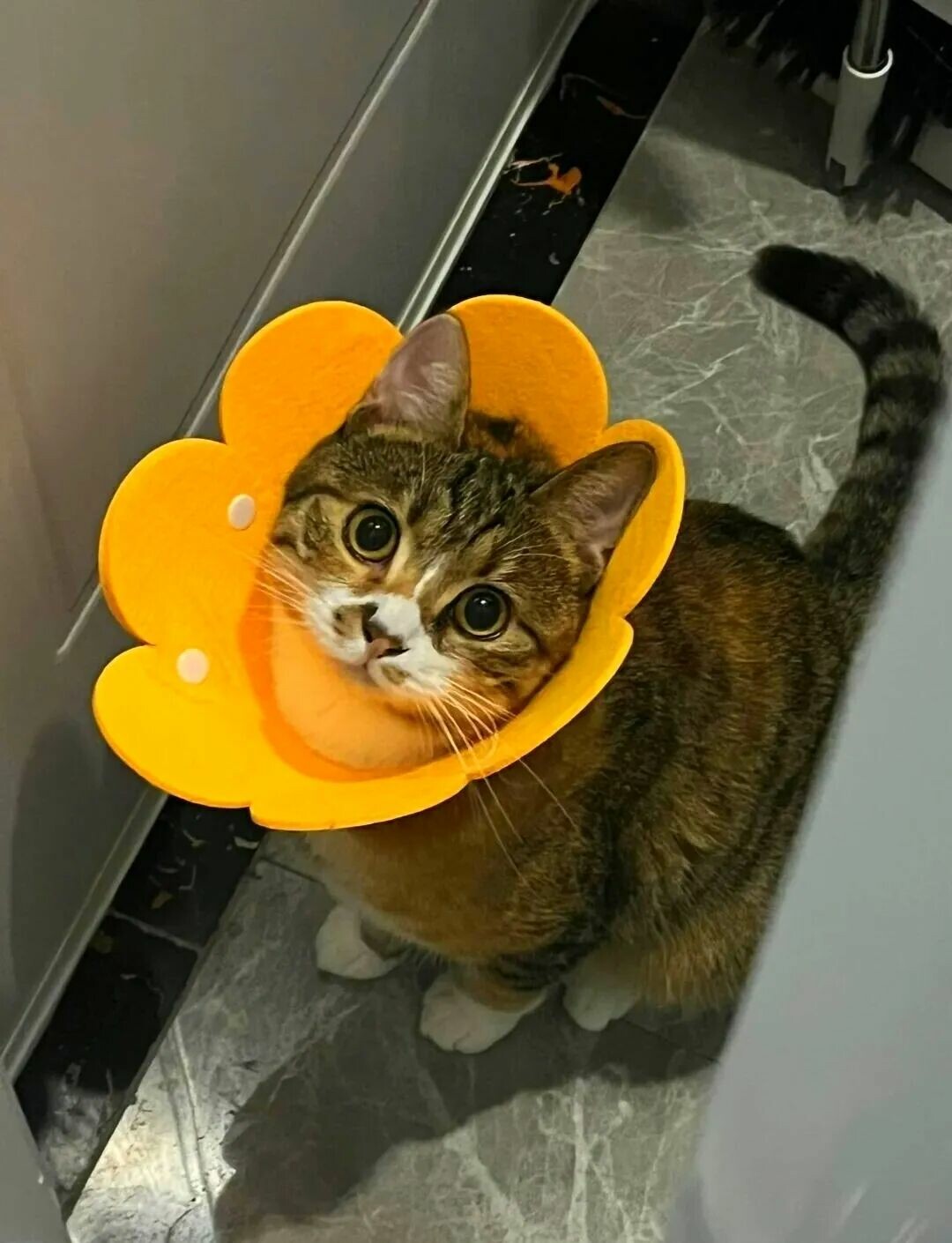 猫咪绝育前后注意事项：8 招教你避开 90% 的护理坑。