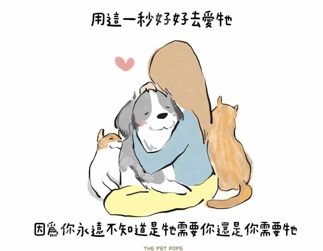 过年回家猫咪怎么安置：避开 3 大独处危机，这 3 种方案更稳妥