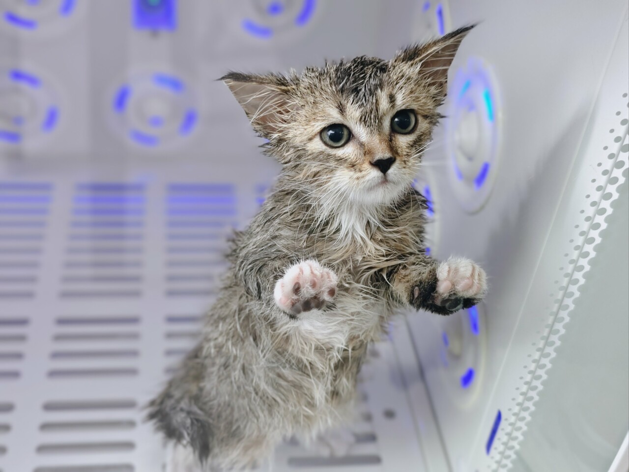 猫多久洗一次澡比较好:4 类禁忌与脱敏教程插图 猫多久洗一次澡比较好:4 类禁忌与脱敏教程