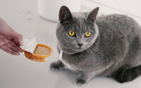 猫突然冲来冲去：揭秘猫咪爆冲的 5 个真相 - 语梦星球