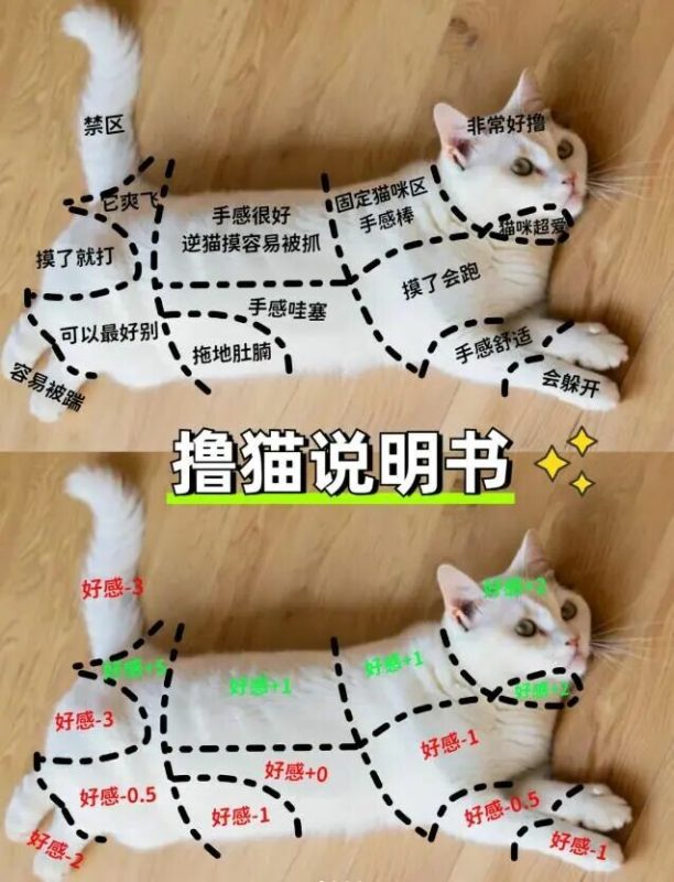 猫咪最喜欢被摸哪里：避开这 3 个禁区不被咬 - 语梦星球