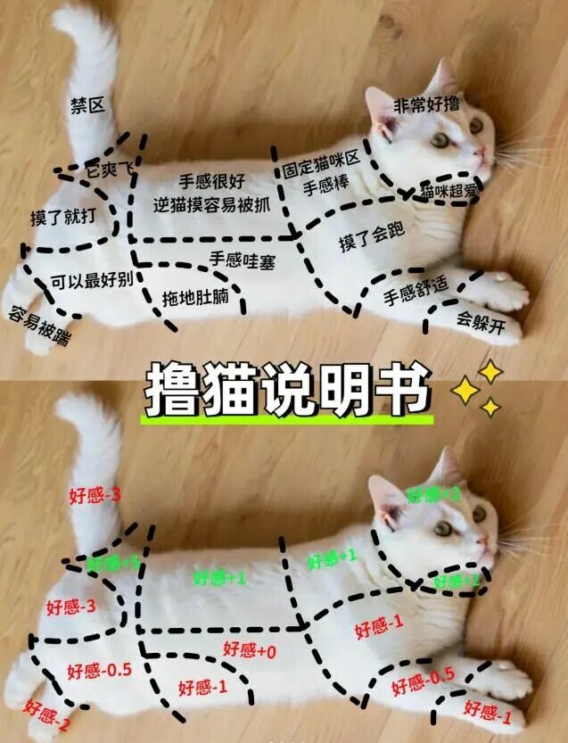 猫咪最喜欢被摸哪里：避开这 3 个禁区不被咬