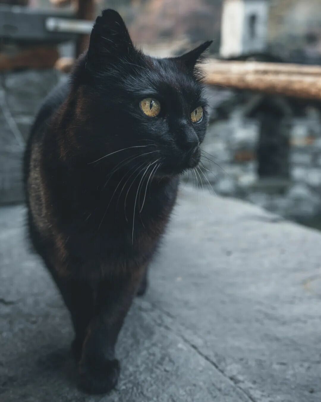 猫咪最喜欢被摸哪里：避开这 3 个禁区不被咬