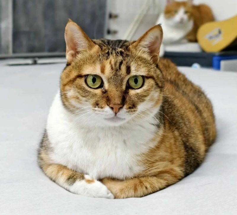 猫咪冬天怎么保暖：守住这 4 条救命温度红线 - 语梦星球