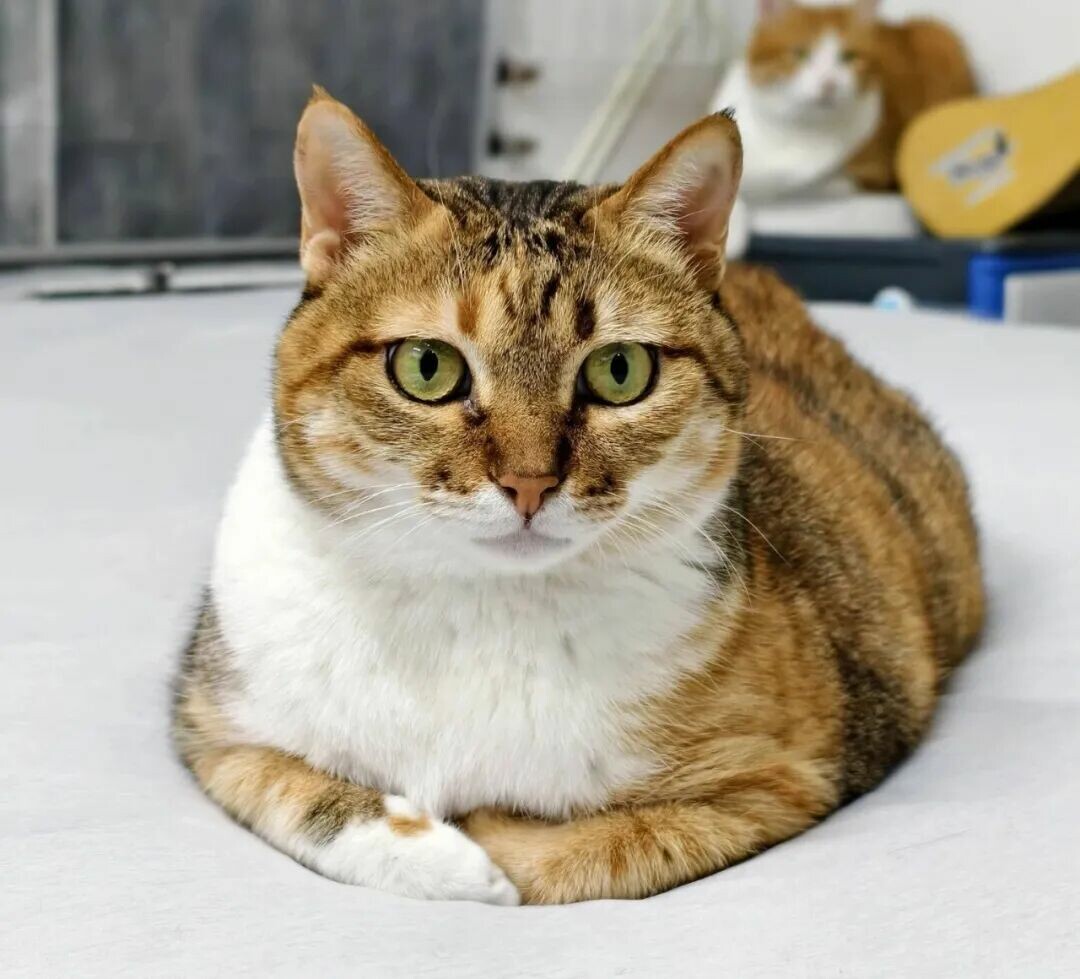 猫咪冬天怎么保暖：守住这 4 条救命温度红线