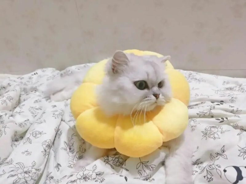 猫绝育后性格会改变吗：揭秘粘人与冷淡的天性真相 - 语梦星球