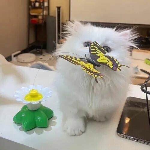 逗猫棒为什么对猫有效：3 个动作唤醒狩猎本能