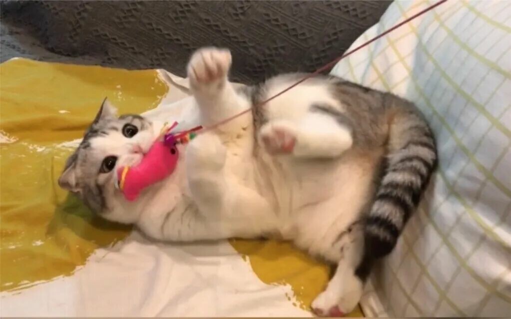 逗猫棒为什么对猫有效：3 个动作唤醒狩猎本能