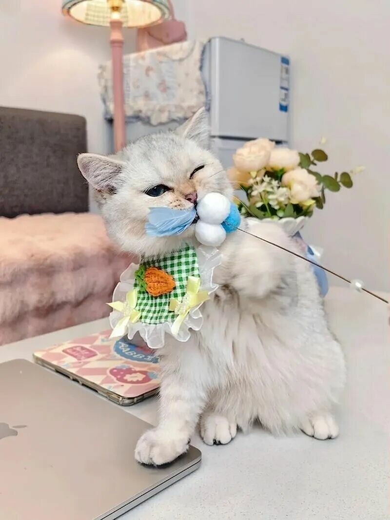 逗猫棒为什么对猫有效：3 个动作唤醒狩猎本能