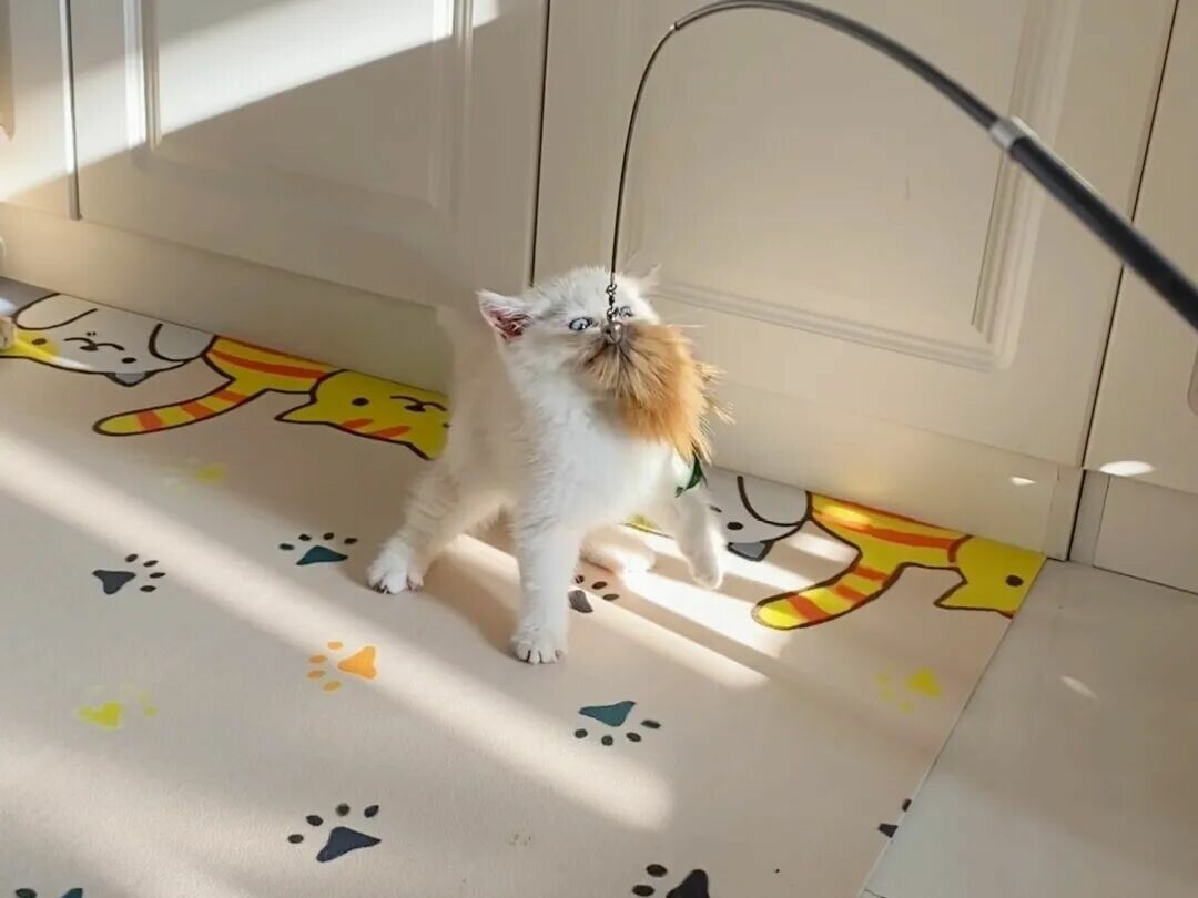 逗猫棒为什么对猫有效：3 个动作唤醒狩猎本能