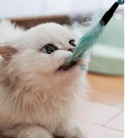 逗猫棒为什么对猫有效：3 个动作唤醒狩猎本能