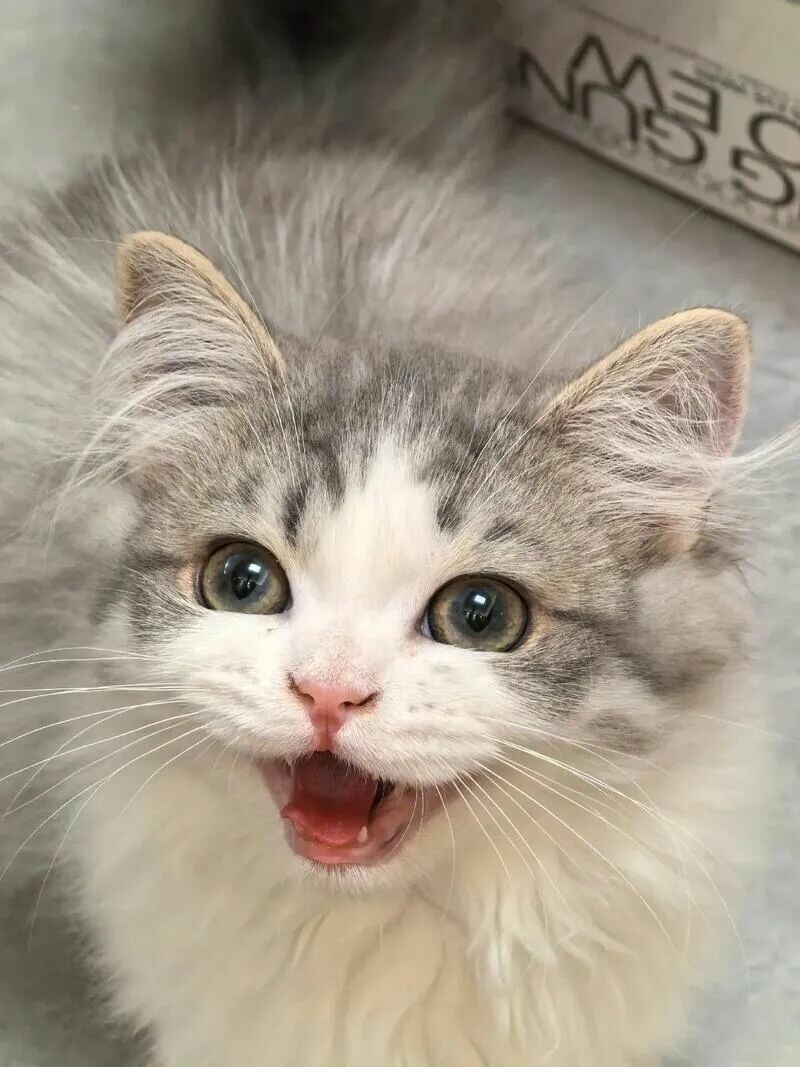 猫几岁算老年：4 岁起代谢已放缓，别等 10 岁才补救