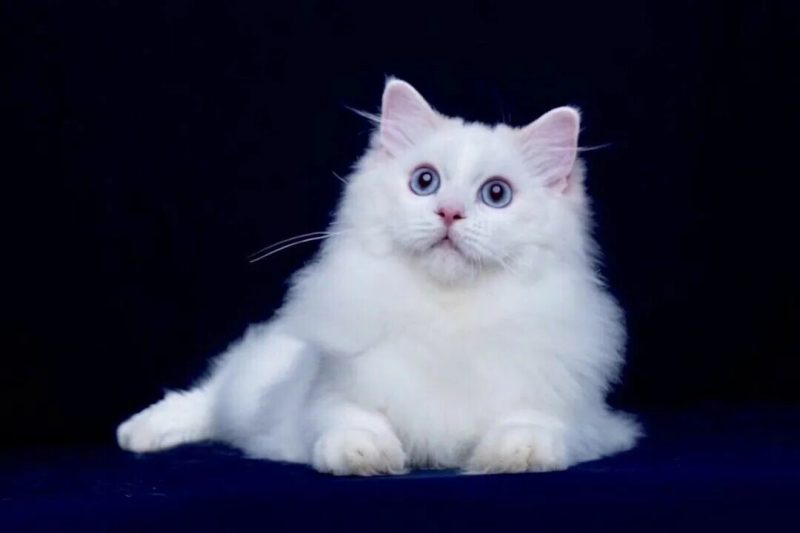 猫几岁算老年：4 岁起代谢已放缓，别等 10 岁才补救 - 语梦星球