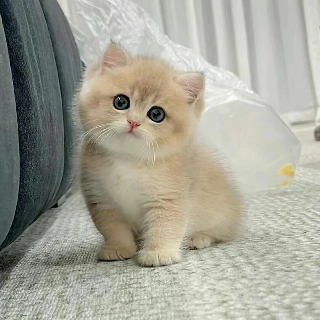 猫几岁算老年：4 岁起代谢已放缓，别等 10 岁才补救