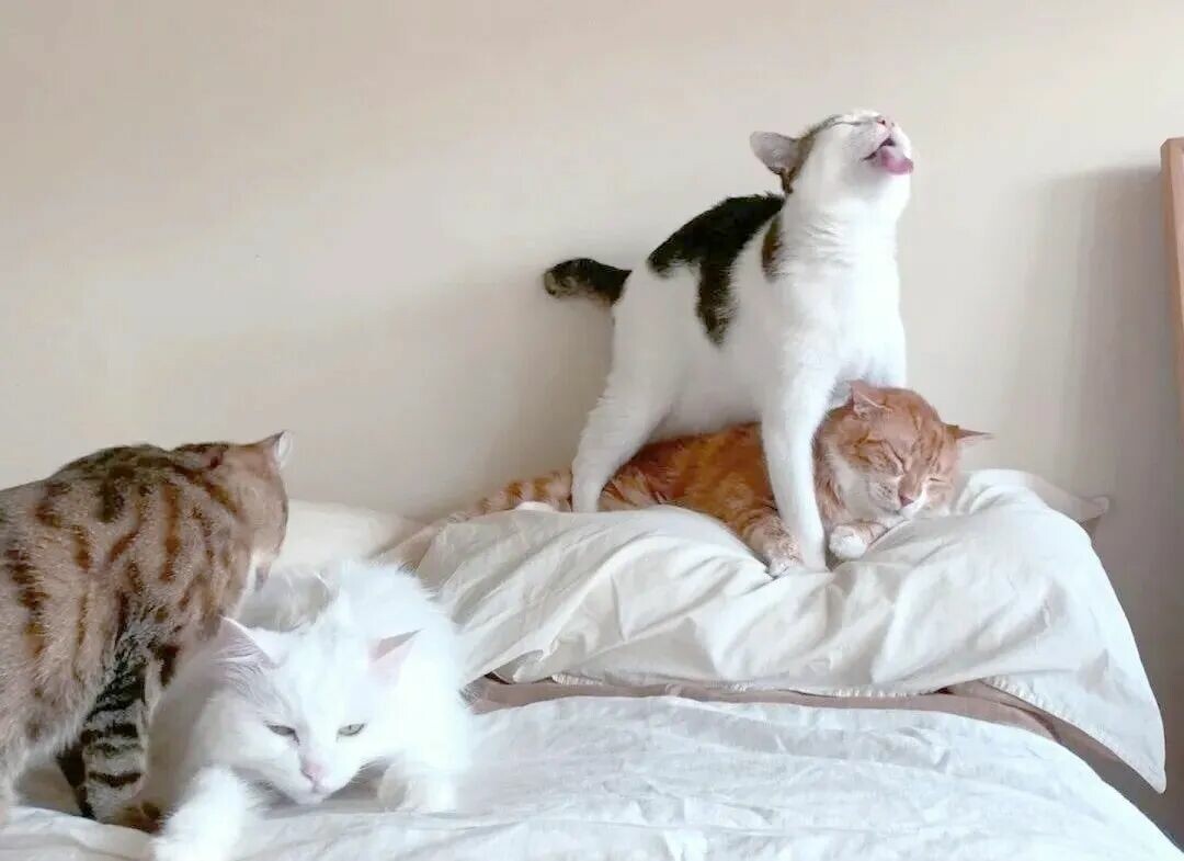 多猫家庭：6 种被冷落的猫咪表现