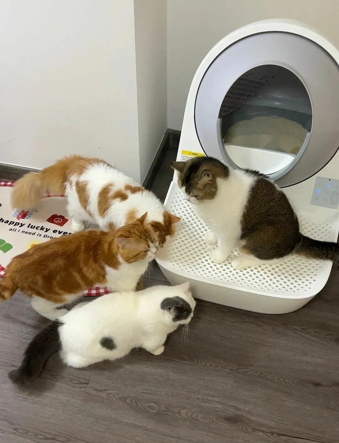 多猫家庭：6 种被冷落的猫咪表现