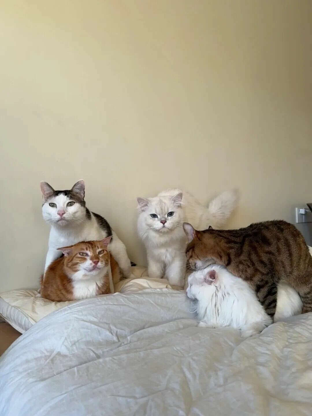 多猫家庭：6 种被冷落的猫咪表现