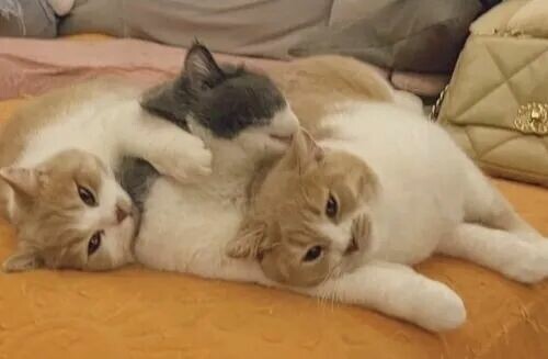 多猫家庭：6 种被冷落的猫咪表现