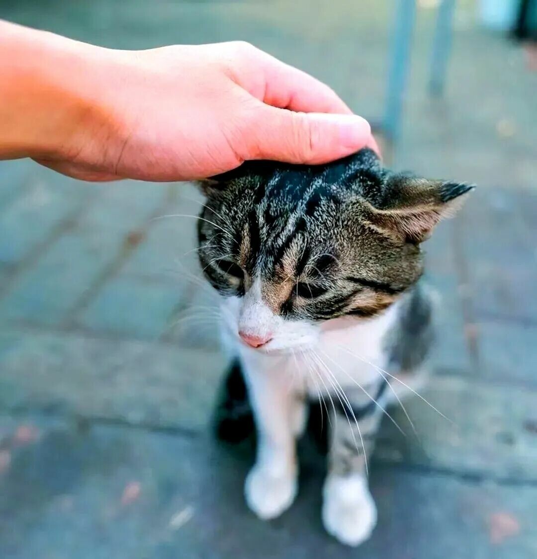 猫咪幸福的表现：这 3 种迹象说明你养得极好