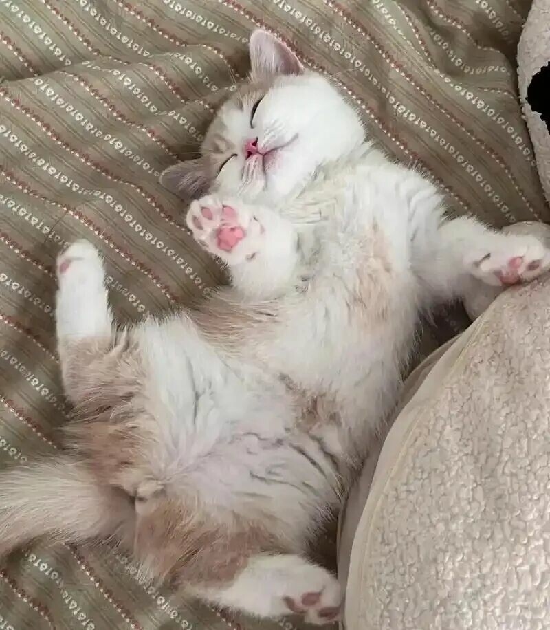 猫咪幸福的表现：这 3 种迹象说明你养得极好