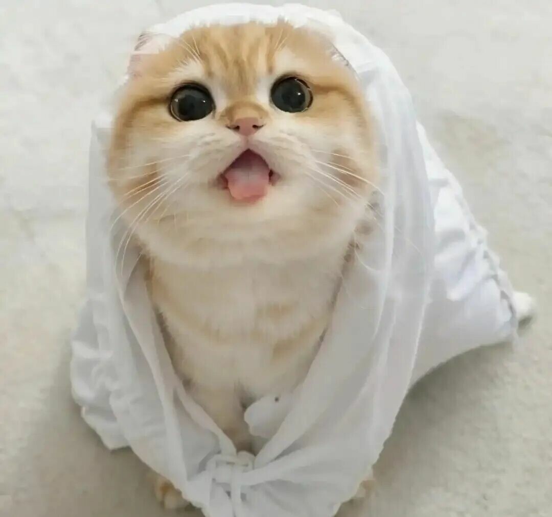 猫咪幸福的表现：这 3 种迹象说明你养得极好