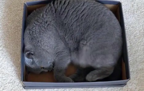 如何判断猫咪是否超幸福？8 大表现揭秘，你家猫中几条？ - 语梦星球