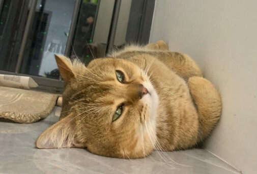 如何判断猫咪是否超幸福？8 大表现揭秘，你家猫中几条？