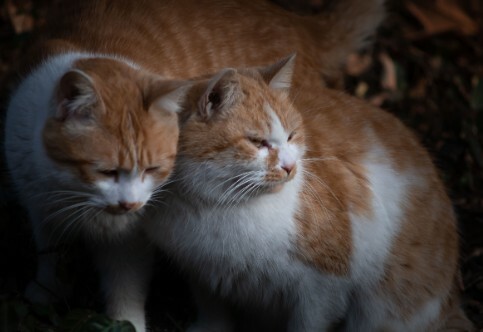 如何判断猫咪是否超幸福？8 大表现揭秘，你家猫中几条？