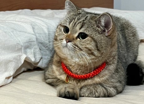 如何判断猫咪是否超幸福？8 大表现揭秘，你家猫中几条？