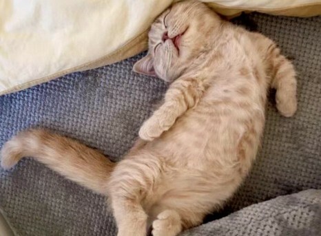 如何判断猫咪是否超幸福？8 大表现揭秘，你家猫中几条？